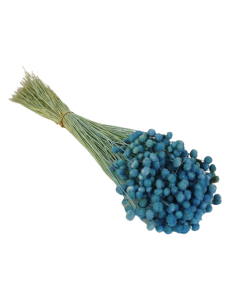 Amarelino Bunch App 50cm Blue