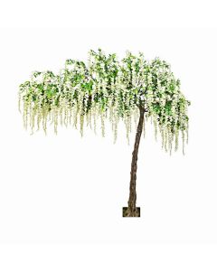Canopy Wisteria Tree White 3.2mtr Tall