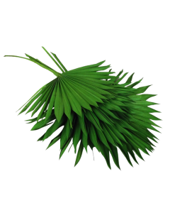 Sun Palm Green x 6pcs