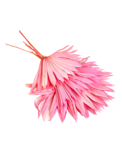 Sun Palm Lt Pink x 6pcs