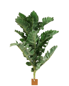 42cm Dusty Miller Pick Green