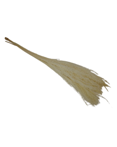 Miscanthus 75cm Bleached x 10 Stems