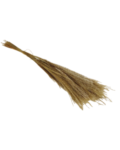 Miscanthus 75cm Natural x 10 Stems