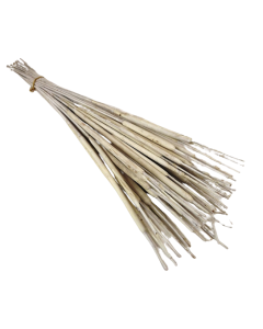 Typha Medium White x 50