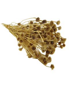 Wild Daisy Preserved Bleached