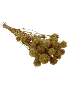 Wild Scabiosa Natural