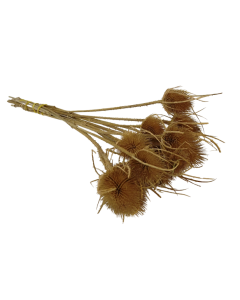 Natural Thistle Bunch