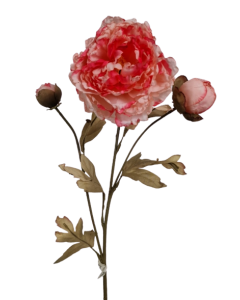 Vintage Oriental Peony Spray Light Pink
