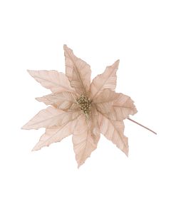 Glitter Tipped Poinsettia 70cm Champagne