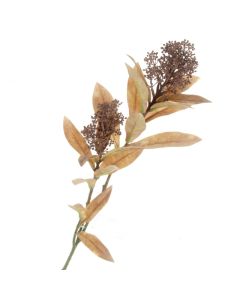 Skimmia Spray - Brown (72cm long)