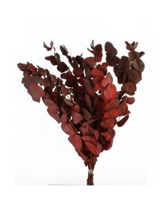 Preserved Vintage Spiral Eucalyptus - Vintage Burgundy/Red