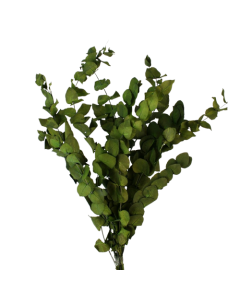 Preserved Vintage Spiral Eucalyptus - Vintage Green
