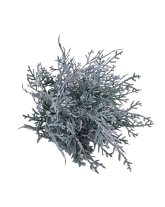 Cushion Bush - Grey (25cm Long)