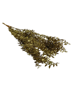 Ruscus x 5 Stems Gold