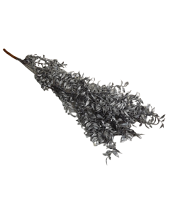 Ruscus x 5 Stems Silver