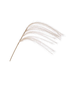 Feather Spray Cream 115cm