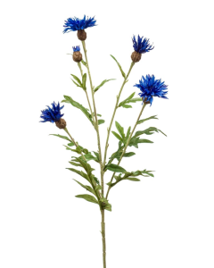 Centaurea Spray Blue 60cm