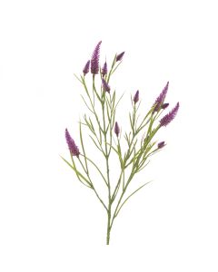 Narrowleaf Crimson Clover 79cm Purple