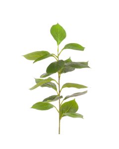 Hydrangea Leaf Spray 91cm