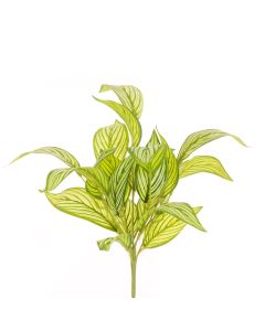 Calathea Bush x21 Lvs 47cm