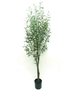 Potted Olive Tree - Natural 180cm