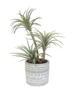 Airplant In Patterned Pot
