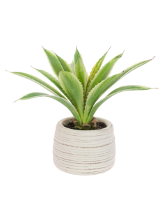 Agave In Ceramic Pot 26cm