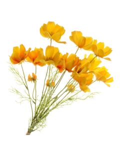 Coreopsis Bundle - Yellow (3 stems, 62cm long)