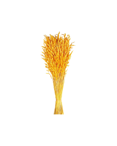 Avena Sativa (Oats) Yellow x 200g