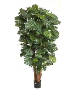 230cm Split Philo Plant