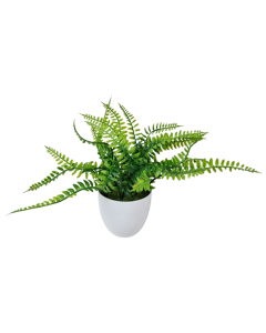 26cm Boston Fern Potted