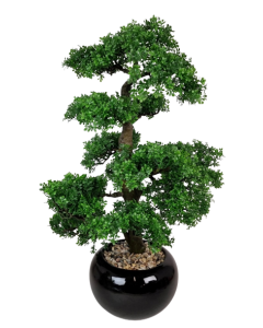 70cm Bonsai In Black Pot