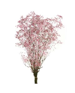Preserved Gypsophila - Dusty Pink