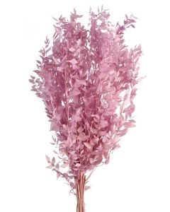 Preserved Ruscus - Lilac
