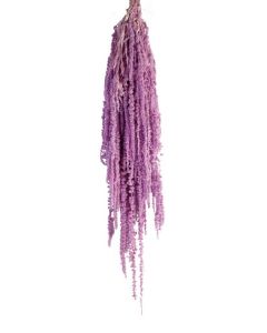 Preserved Amaranthus - Lilac