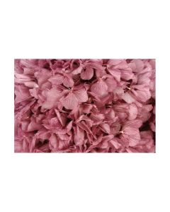 Preserved Hydrangea - Lilac