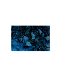 Preserved Hydrangea - Navy