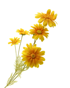 90cm Daisy Spray Yellow