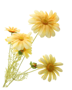 90cm Daisy Spray Pale Yellow