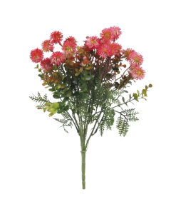 Santolina Chamaecyparissus Bush 38cm - Red/Pink