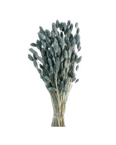 Phalaris - Grey/Blue 80cm