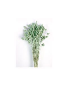 Phalaris - Dusty Green 80cm