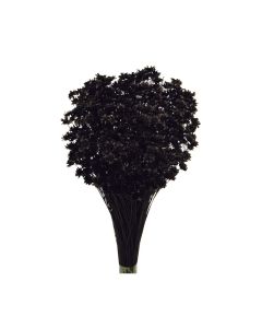 Glixia Bunch App 50cm Black