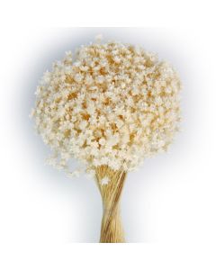 Glixia Bunch App 50cm White