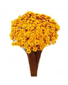 Glixia Bunch App 50cm Yellow