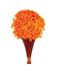 Glixia Bunch App 50cm Orange