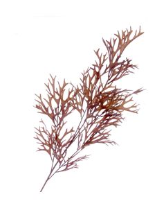 Staghorn Spray - Brown (105cm long)