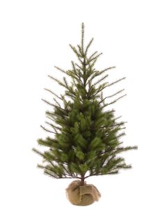 Spruce Pine In Burlap 122cm (New)