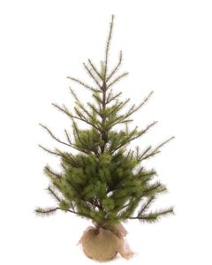 Spruce Pine In Burlap 91cm (New)