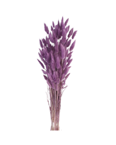 Lagarus/Bunny Tails Purple (Dk Lilac) (App 80g)